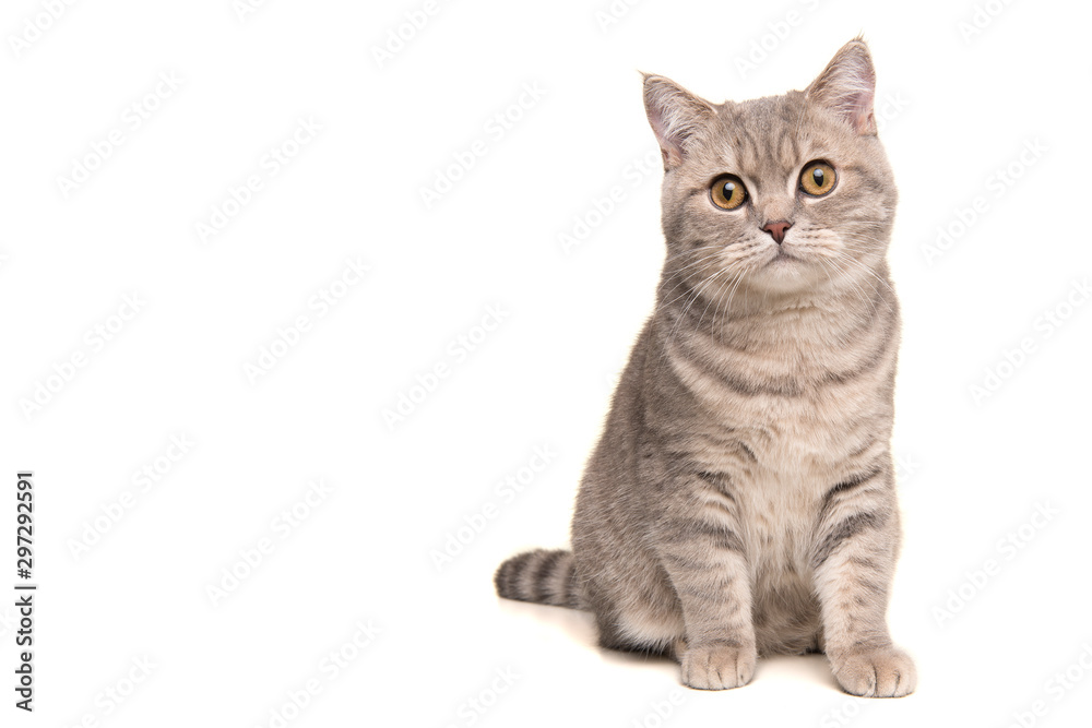 Pretty sitting silver tabby british shorthair cat looking at the camera isolated on a white background