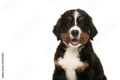 Tableau sur toile Portrait of a cute bernese mountain dog puppy looking at the camera with mouth o