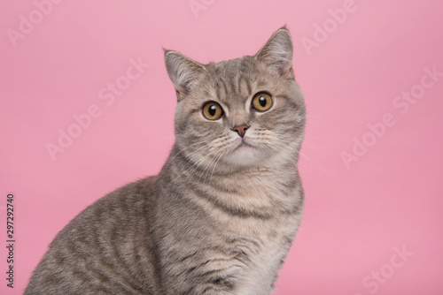 Portrait of a pretty silver tabby british shorthair cat looking at the camera on a pink background