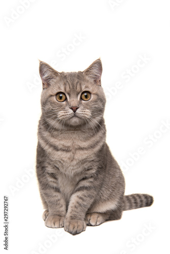 Pretty sitting silver tabby british shorthair cat looking at the camera isolated on a white background in a vertical image