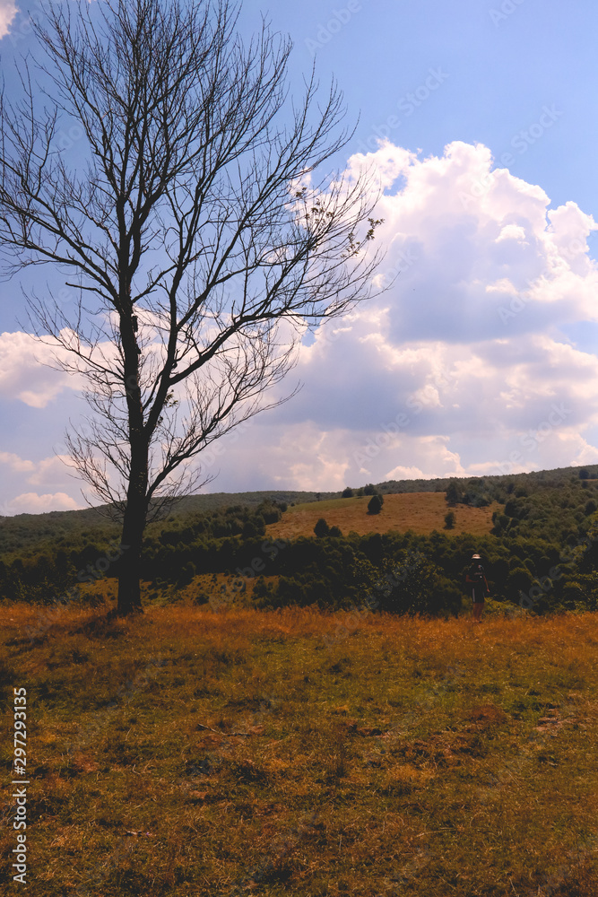 Obraz premium one tree