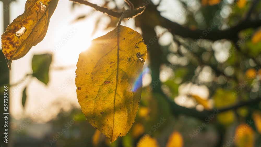 Obraz premium yellow leaves on trees close up