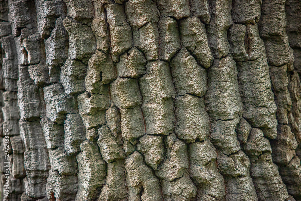 hard structured tree skin.nature background hard structured tree skin.nature background