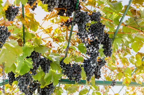 Ripe bunches of black grapes on vine outdoors. Autumn grapes harvest in vineyard for wine making. Cabernet Sauvignon, Merlot, Pinot Noir, Sangiovese grape sort.Viticulture, Homemade winemaking concept