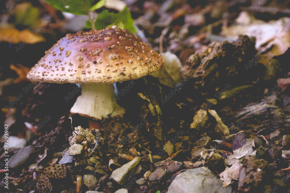 Fototapeta premium mushroom