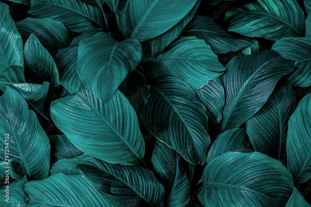 custom made wallpaper toronto digitalleaves of Spathiphyllum cannifolium, abstract green texture, nature background, tropical leaf