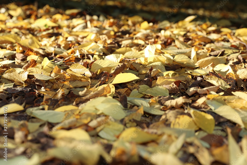 autumn in the forest, sunshine, beautiful leaves autumn in the forest, sunshine, beautiful leaves