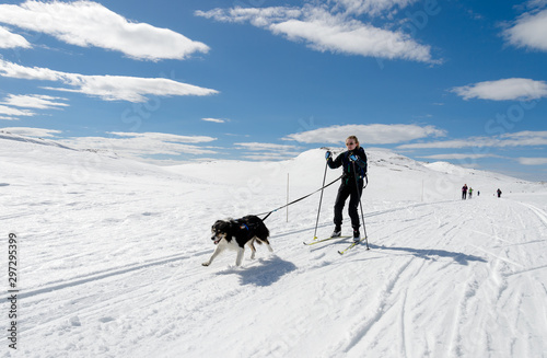 Girl easter time skiing in norwegian mountains with dog