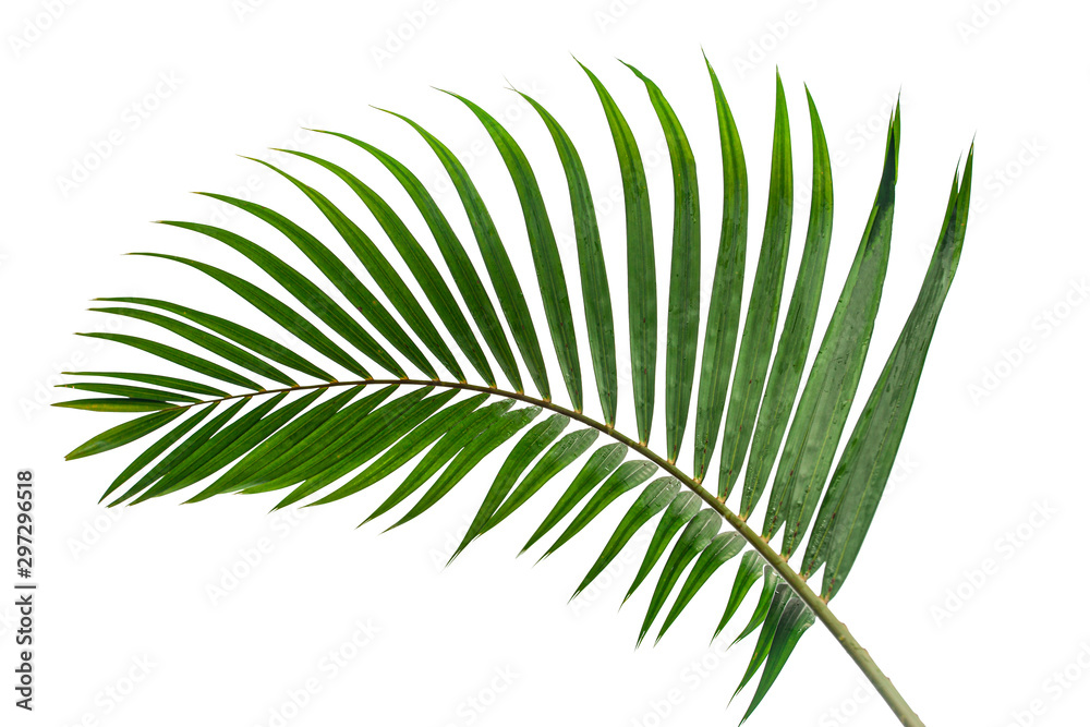 tropical coconut leaf isolated on white background, summer background