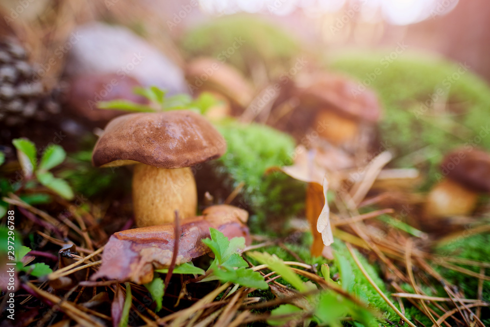 Mushrooms cut in the woods. Mushroom boletus edilus. Popular white Boletus mushrooms in forest. Mushrooms cut in the woods. Mushroom boletus edilus. Popular white Boletus mushrooms in forest.