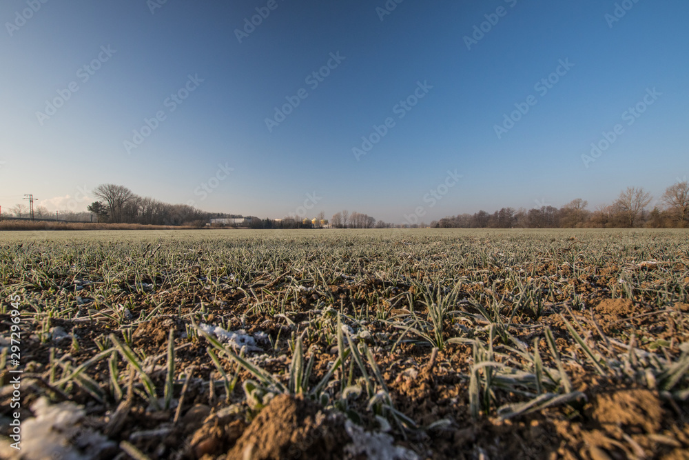 Obraz premium Frozen field