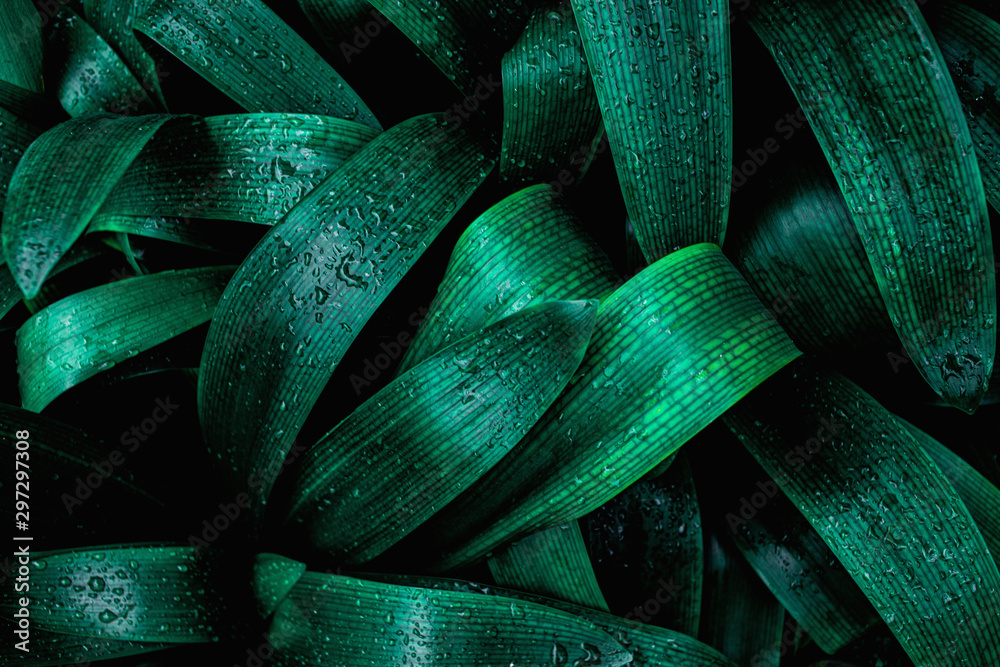 abstract green texture, nature blue tone background, tropical leaf abstract green texture, nature blue tone background, tropical leaf