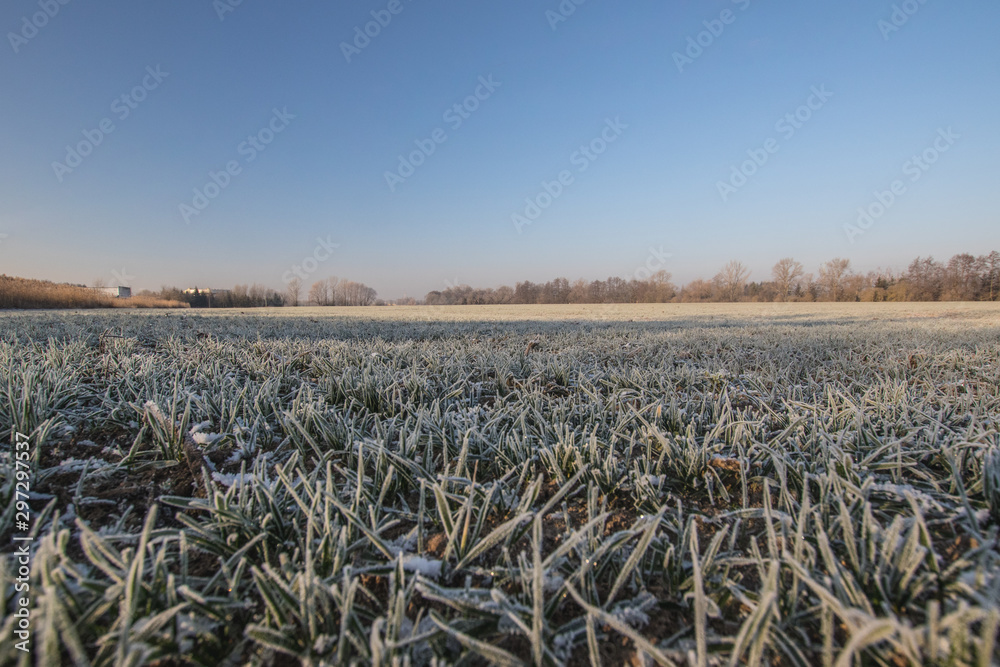 Obraz premium Frozen field