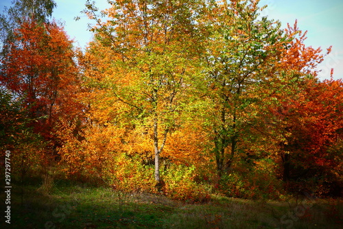 Jesienny krajobraz. Kolorowe drzewa. Jesienne li  cie