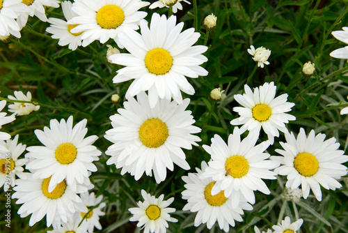 White flower Marguerites flowering  in the nature photo