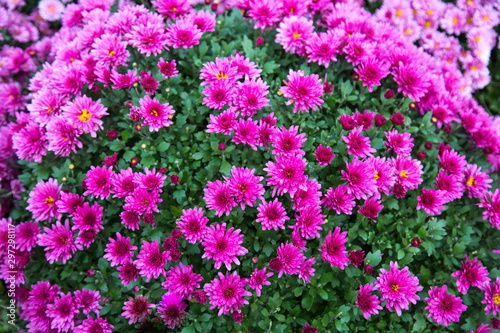 Bouquet background chrysanthemum flowers bright pink with green leaves in the form of a ball. Floriculture, agriculture, and urban landscaping. © Victor1153