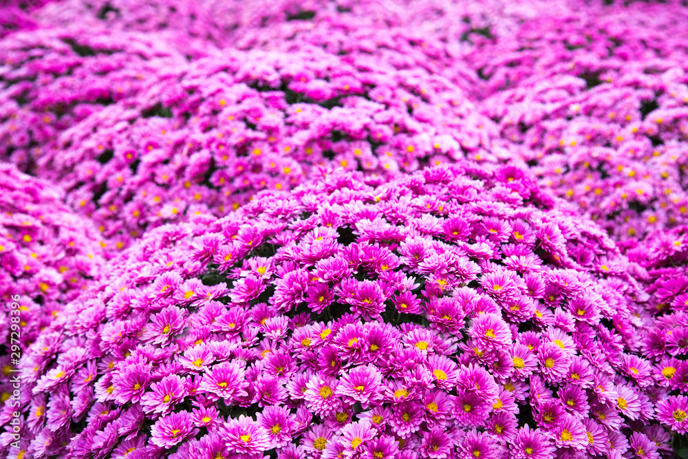 Field waves, composed of chrysanthemum flowers bright pink. Floriculture, agriculture, and urban landscaping. Field waves, composed of chrysanthemum flowers bright pink. Floriculture, agriculture, and urban landscaping.