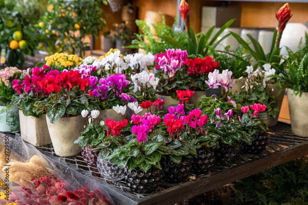 Variety of potted cyclamen persicum plants in pink, red, white colors at the greek garden shop in October.