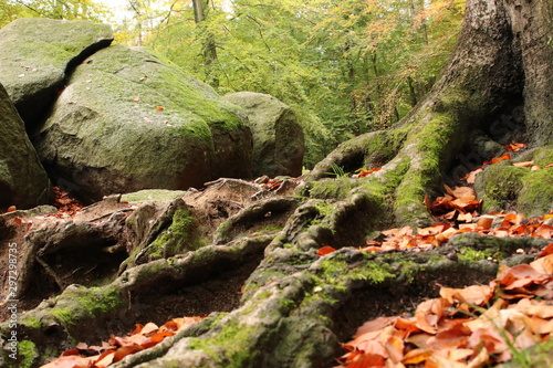 Wurzel Baum