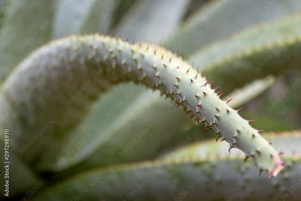 Naklejka premium Aloe close-up