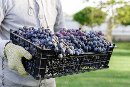 Man holds box of Ripe bunches of black grapes outdoors. Autumn grapes harvest in vineyard ready to delivery for wine making. Cabernet Sauvignon, Merlot, Pinot Noir, Sangiovese grape sort in basket. photo
