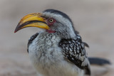 Portrait of southern yellow-billed hornbill
