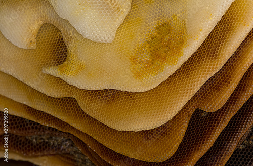 Honeycomb in an open beehive 