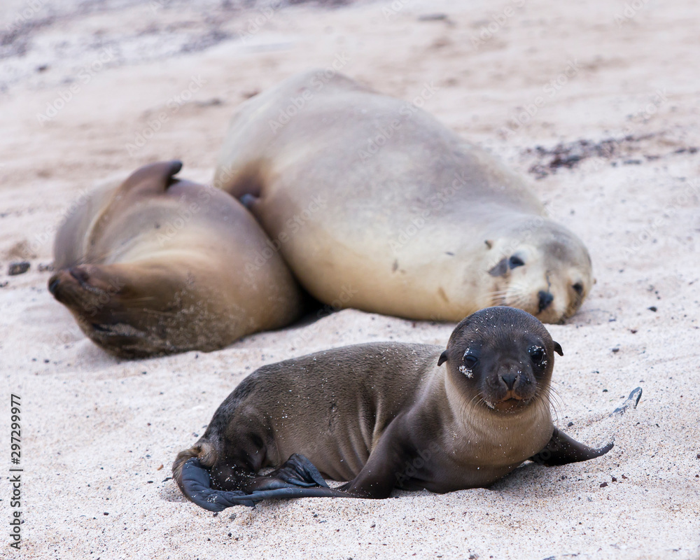 Fototapeta premium Adorable Galapagos baby sea lion seen in closeup staring while lying down on beach, with two adults in soft focus background, Puerto Baquerizo Moreno, San Cristobal, Galapagos, Ecuador