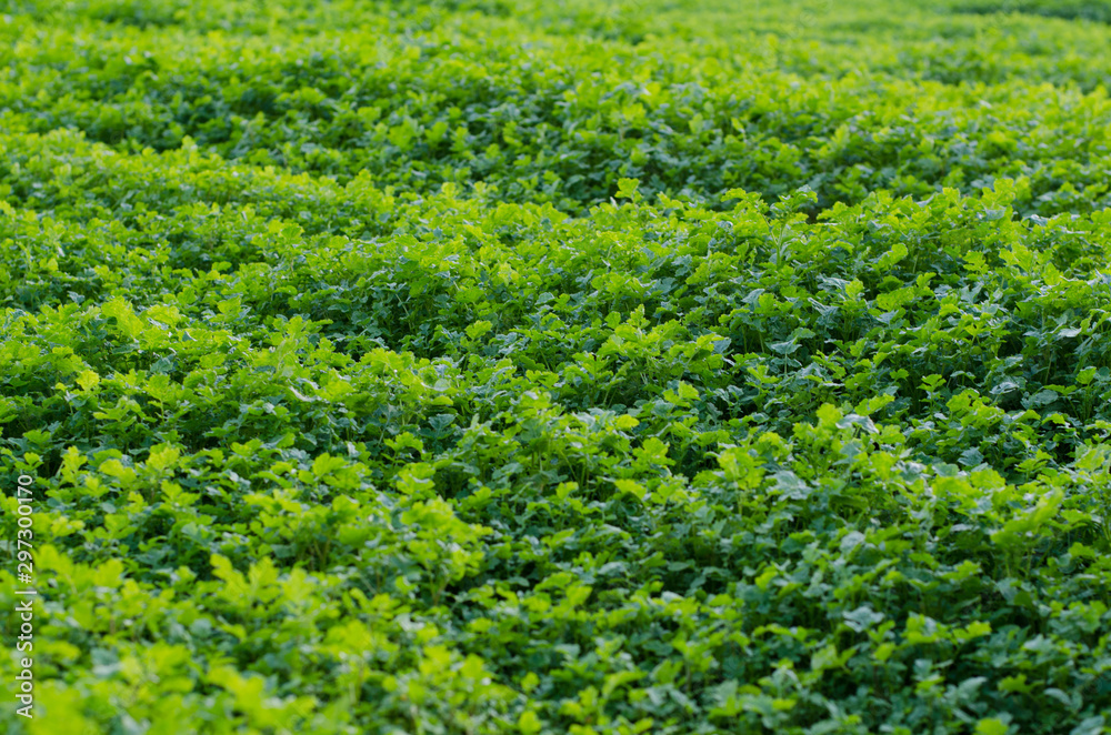 field of young mustard seedlings, background