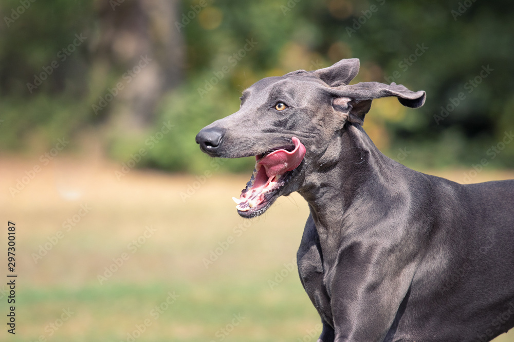 Blauer Weimaraner Blauer Weimaraner