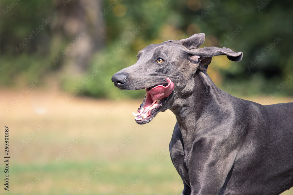 Blauer Weimaraner