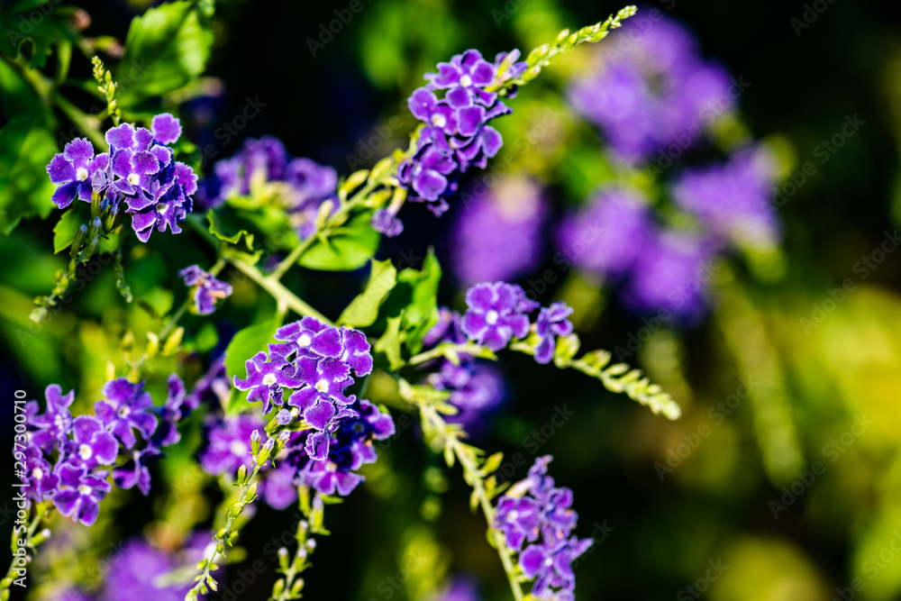 Fototapeta premium purple flowers on a background