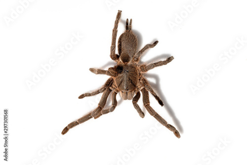 Asian species Tarantula spider Found in Thailand, the scientific name is 