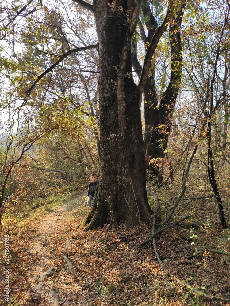Carska bara national wildlife reserve Zrenjanin Serbia forest vegetation