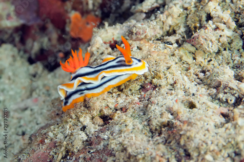 Chromodoris magnifica nudibranch crawling on the coral. Underwater photography