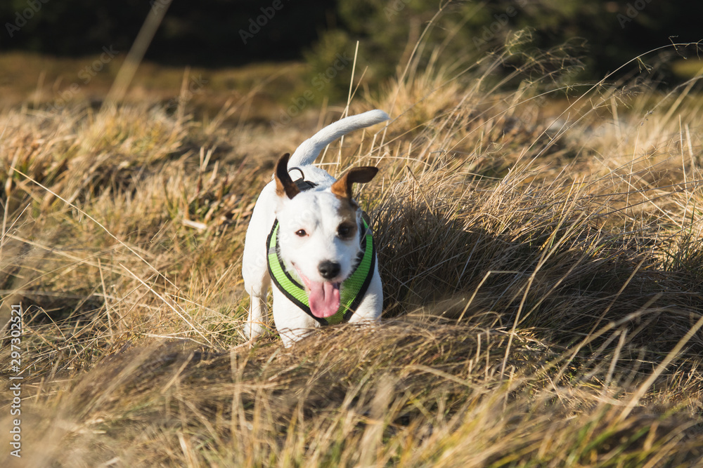 Jack Russell Terrier running in the grass