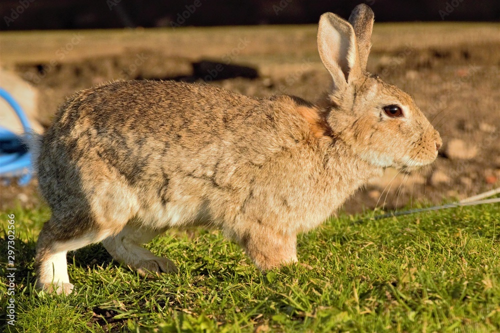 Fototapeta premium A European Rabbit (Oryctolagus cuniculus) at sunset.