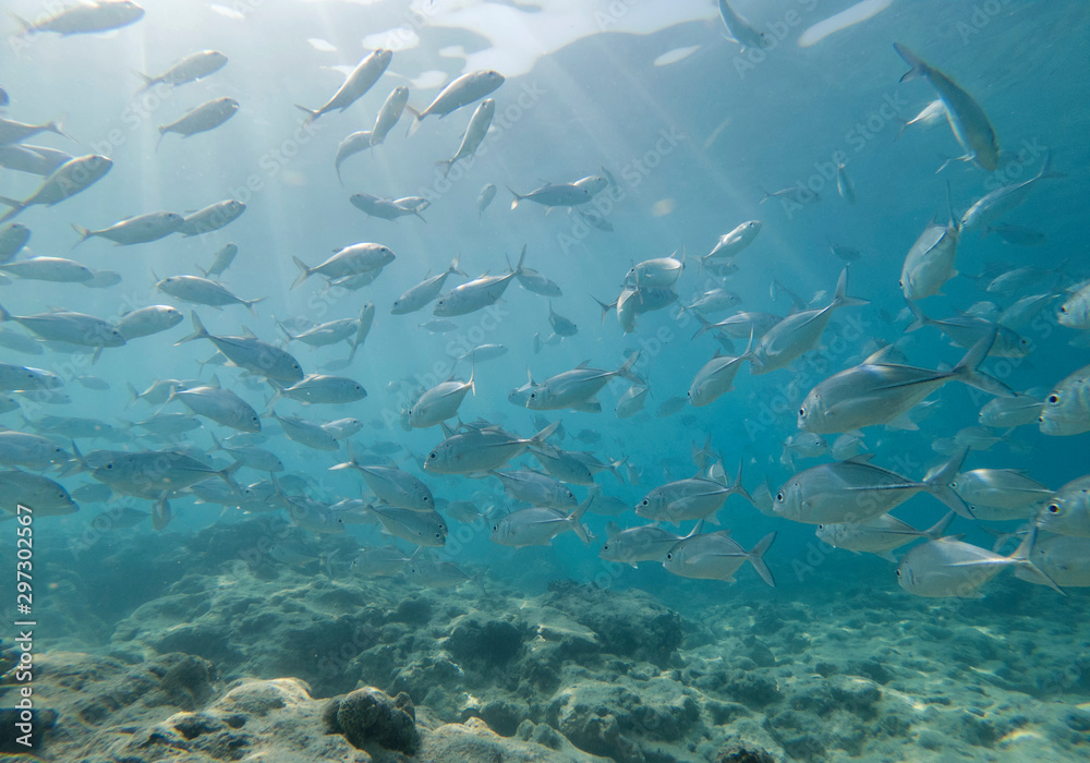 Fototapeta premium Tropical underwater Reef view shot of reef with fishes