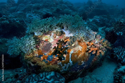 Colorful variety of corals in the circle of light from the underwater lantern. Philippines.