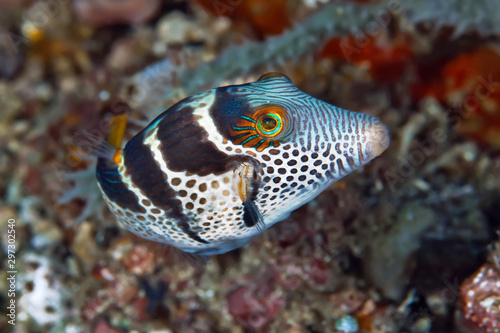 Black Saddled Pufferfish or Toby. Philippines, underwater photography.