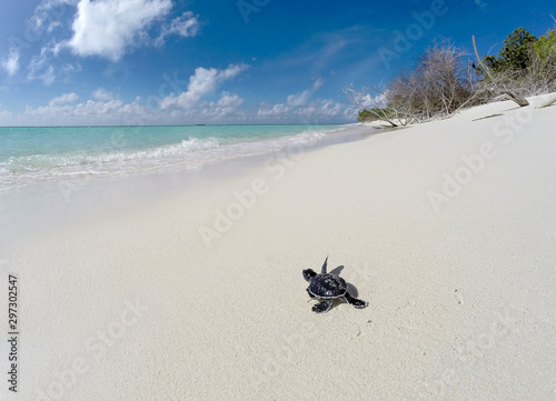 Little sea turtle on the sandy beach photo
