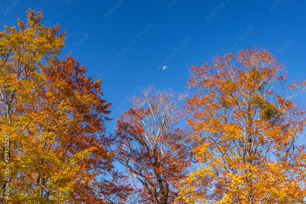 Towada Hachimantai National Park in autumn Towada Hachimantai National Park in autumn