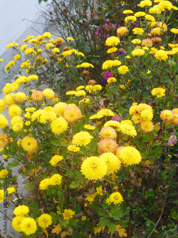 Obraz premium field of yellow flowers