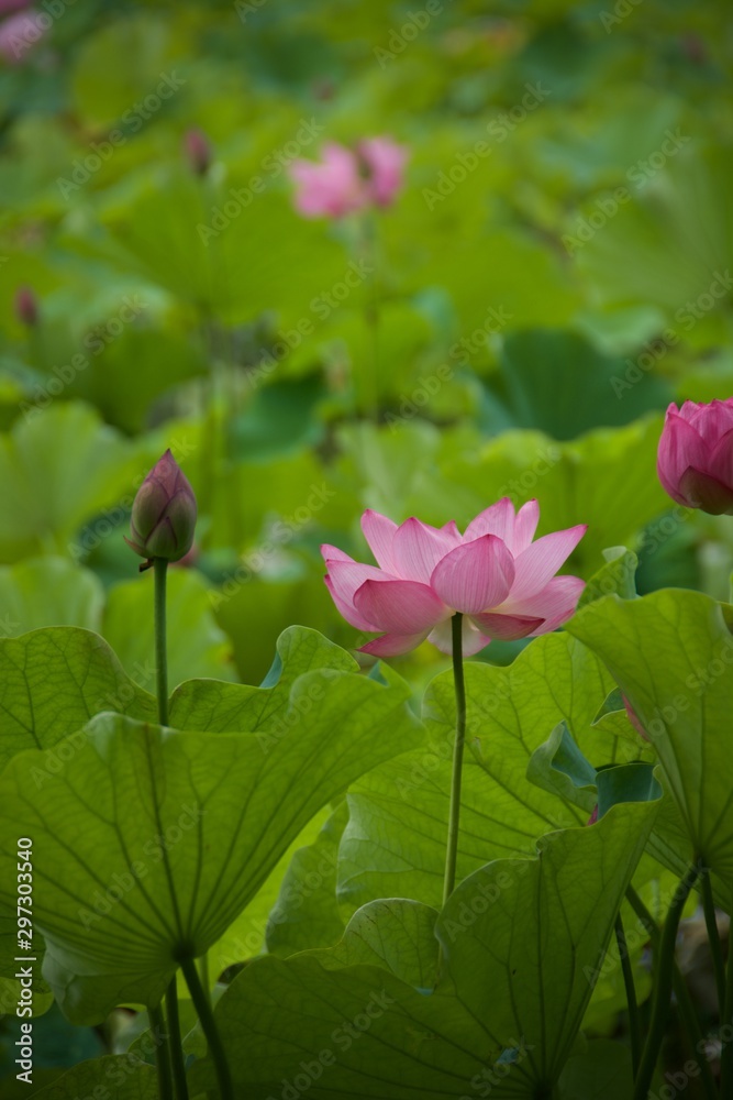 lotus in the garden