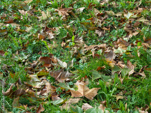 Detail of leaves on grass fallen from chestnut trees in autumn, which create textures with warm colors all over the background.