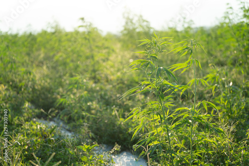 marijuana or canabis on field ganja farm leaf weed medical hemp hash plantation © ณัฐวุฒิ เงินสันเทียะ
