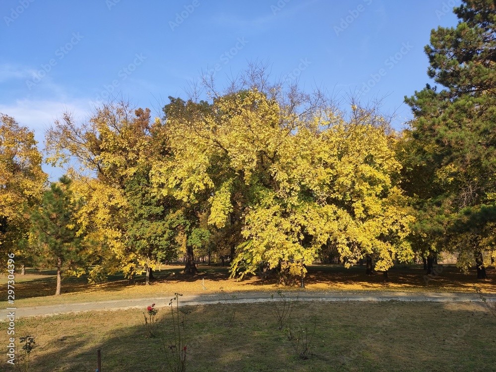 Kastel Ecka Zrenjanin yellow tress in autumn landscape