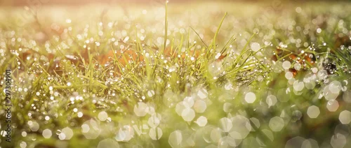 Obraz  z motywem Ecology blurred background of green grass and rain drops f water. Banner