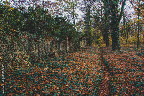 Graves along a wall in Bohnice cemetery, all covered with ivy and autumn leaves 