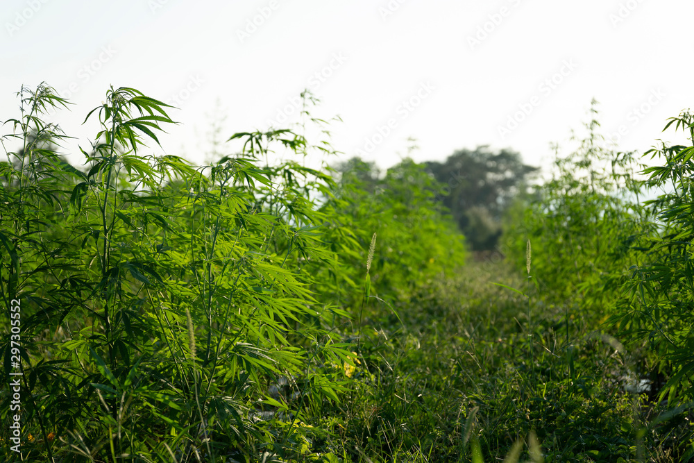 Cannabis sativa, marihuana leaves, photography of medical plant. Cannabis sativa, marihuana leaves, photography of medical plant.